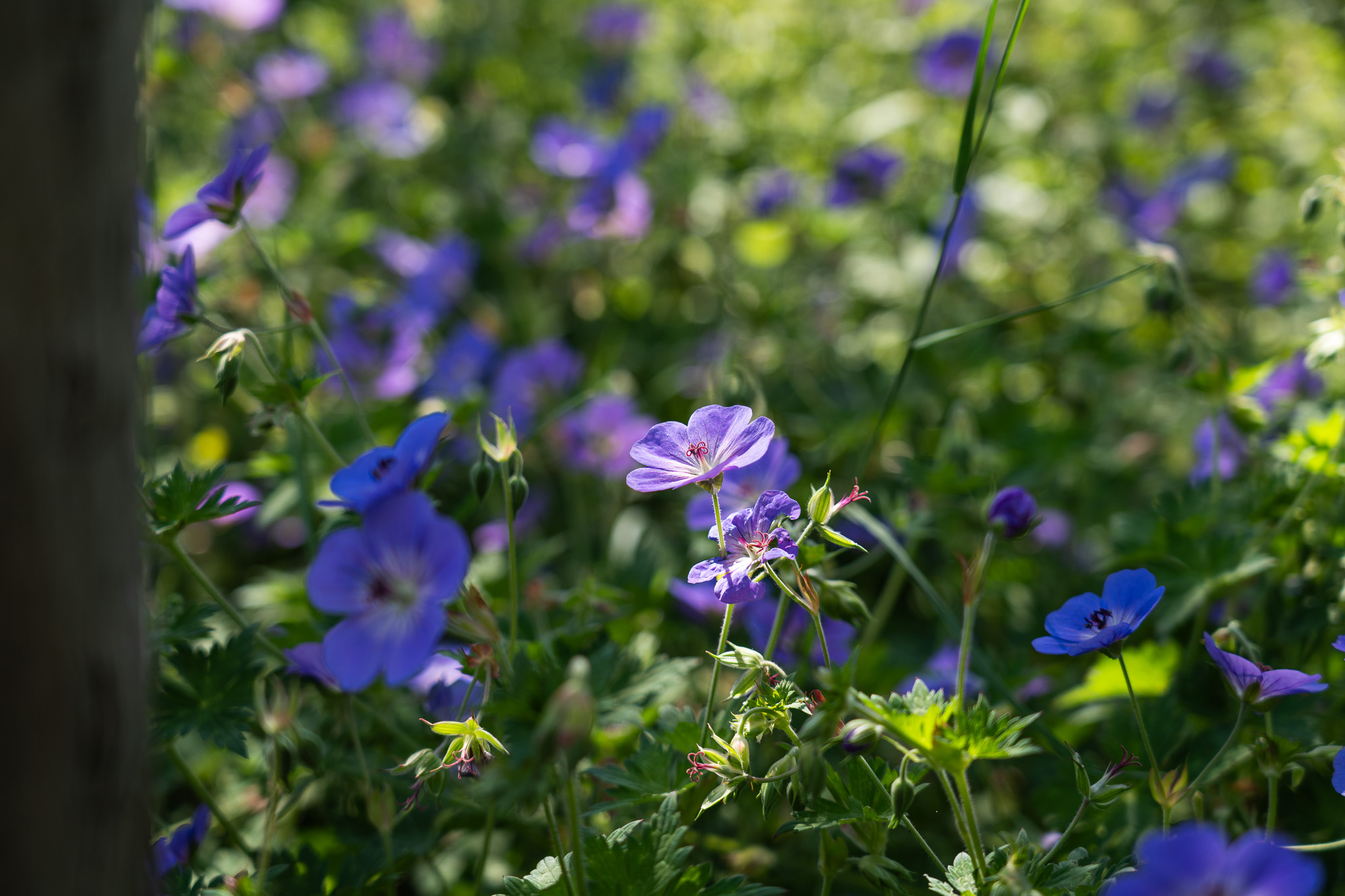Close-up van paarse geraniums in tegenlicht
